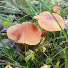 Laccaria sp. at Cook, ACT - 12 May 2020