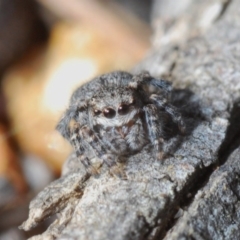 Maratus vespertilio (Bat-like peacock spider) at Casey, ACT - 5 Jun 2020 by Harrisi