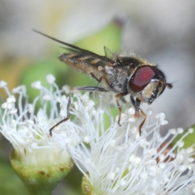 Melangyna viridiceps (Hover fly) at Casey, ACT - 5 Jun 2020 by Harrisi