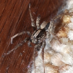 Venatrix pseudospeciosa at Belconnen, ACT - 5 Jun 2020