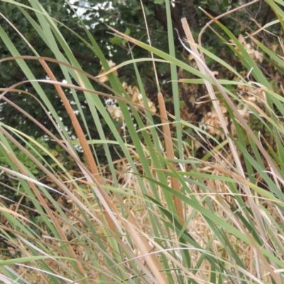Typha domingensis (Bullrush) at Gordon, ACT - 2 Feb 2020 by MichaelBedingfield