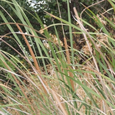 Typha domingensis (Bullrush) at Point Hut Pond - 2 Feb 2020 by michaelb