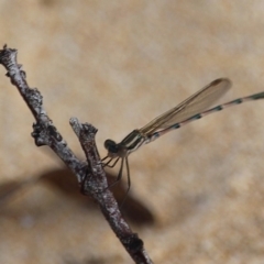 Austrolestes sp. at Bournda, NSW - 18 Feb 2020 by RossMannell