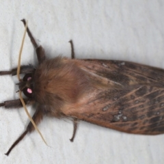 Oxycanus (genus) at Lilli Pilli, NSW - 6 Jun 2020 by jb2602