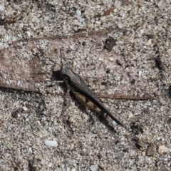 Pycnostictus seriatus (Common Bandwing) at Bournda, NSW - 23 Feb 2020 by RossMannell