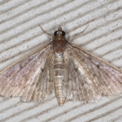 Herpetogramma licarsisalis (Sod Webworm) at Lilli Pilli, NSW - 5 Jun 2020 by jbromilow50