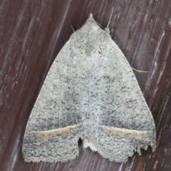Pantydia capistrata (An Erebid moth) at Lilli Pilli, NSW - 6 Jun 2020 by jb2602
