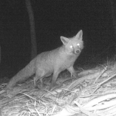 Vulpes vulpes (Red Fox) at Paddys River, ACT - 5 Jun 2020 by ChrisHolder