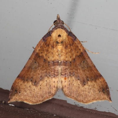 Anachloris uncinata (Hook-winged Carpet (Larentiinae)) at Lilli Pilli, NSW - 6 Jun 2020 by jb2602