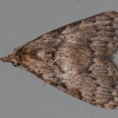 Nola desmotes (A Nolid moth (Nolidae) at Lilli Pilli, NSW - 6 Jun 2020 by jb2602