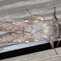 Oxycanus dirempta (Variable Oxycanus) at Lilli Pilli, NSW - 5 Jun 2020 by jb2602