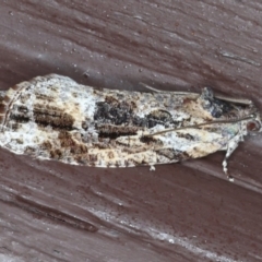 Thrincophora lignigerana (A Tortricid moth) at Lilli Pilli, NSW - 6 Jun 2020 by jb2602