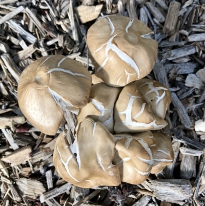 Agrocybe praecox group at Giralang, ACT - 13 Apr 2020 by Denise
