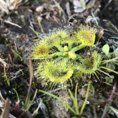 Drosera sp. (A Sundew) at Kambah, ACT - 6 Jun 2020 by Nat