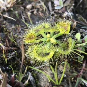 Drosera sp. at Kambah, ACT - 6 Jun 2020 07:05 AM