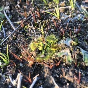 Drosera sp. at Kambah, ACT - 6 Jun 2020 07:05 AM