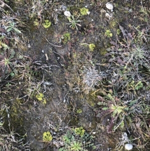 Drosera sp. at Kambah, ACT - 6 Jun 2020 07:05 AM