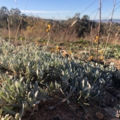 Chrysocephalum apiculatum (Common Everlasting) at Symonston, ACT - 6 Jun 2020 by Nat