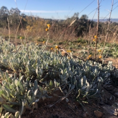 Chrysocephalum apiculatum (Common Everlasting) at Symonston, ACT - 6 Jun 2020 by Nat