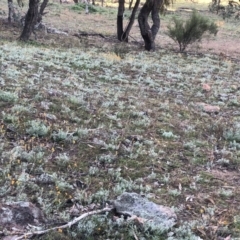 Chrysocephalum apiculatum (Common Everlasting) at Symonston, ACT - 6 Jun 2020 by Nat