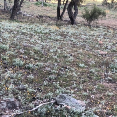 Chrysocephalum apiculatum (Common Everlasting) at Isaacs Ridge - 6 Jun 2020 by Nat