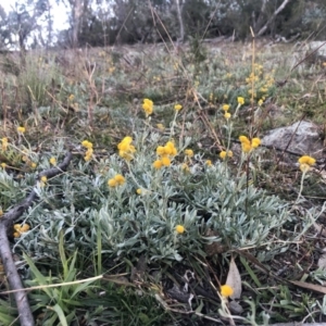 Chrysocephalum apiculatum at Symonston, ACT - 6 Jun 2020