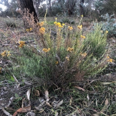 Chrysocephalum semipapposum (Clustered Everlasting) at Isaacs Ridge - 6 Jun 2020 by Nat