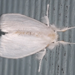 Euproctis (genus) (A Tussock Moth) at Lilli Pilli, NSW - 5 Jun 2020 by jb2602
