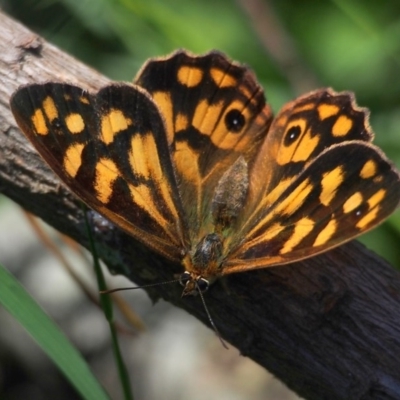 Heteronympha paradelpha (Spotted Brown) at Doctor George Mountain, NSW - 26 Feb 2015 by AndrewMcCutcheon