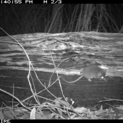 Antechinus agilis (Agile Antechinus) at Tanja, NSW - 15 Sep 2014 by AndrewMcCutcheon