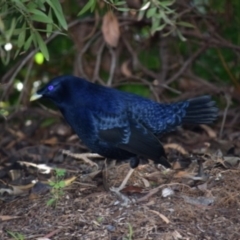 Ptilonorhynchus violaceus (Satin Bowerbird) at Curtin, ACT - 5 May 2020 by Rowg