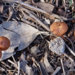 Laccaria sp. (Laccaria) at Cook, ACT - 6 Jun 2020 by Tammy