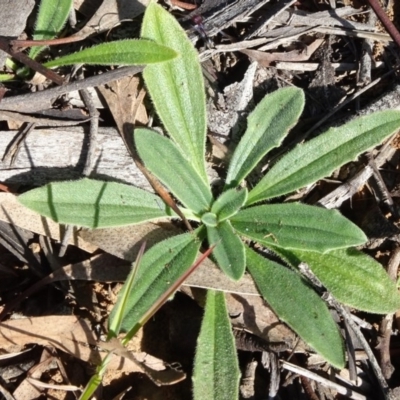 Plantago varia (Native Plaintain) at Barton, ACT - 6 Jun 2020 by JanetRussell