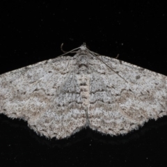 Psilosticha absorpta (Fine-waved Bark Moth) at Lilli Pilli, NSW - 6 Jun 2020 by jbromilow50