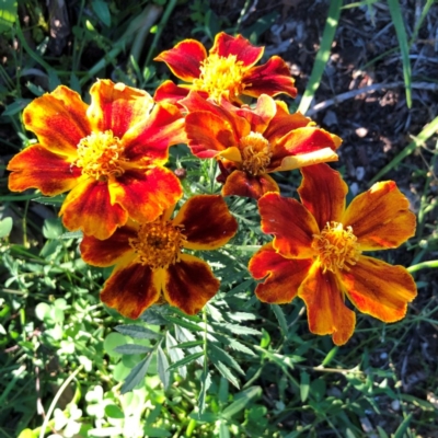 Tagetes erecta (Mexican Marigold) at Hughes, ACT - 6 Jun 2020 by ruthkerruish