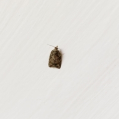 Tortricinae (subfamily) (A tortrix moth) at Hughes, ACT - 6 Jun 2020 by ruthkerruish