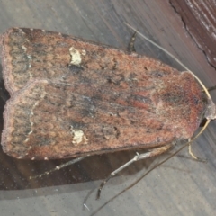 Diarsia intermixta (Chevron Cutworm, Orange Peel Moth.) at Lilli Pilli, NSW - 6 Jun 2020 by jb2602