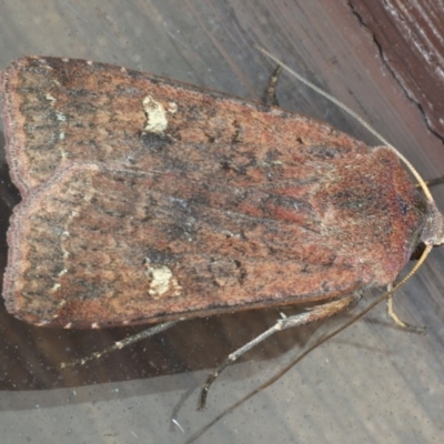 Diarsia intermixta (Chevron Cutworm, Orange Peel Moth.) at Lilli Pilli, NSW - 6 Jun 2020 by jb2602