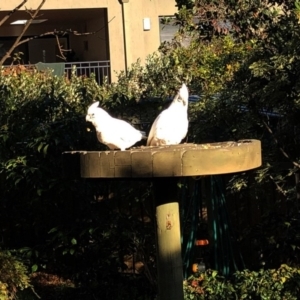 Cacatua sanguinea at Hughes, ACT - 6 Jun 2020 11:16 AM