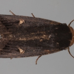 Proteuxoa cinereicollis (A noctuid or owlet moth) at Lilli Pilli, NSW - 6 Jun 2020 by jbromilow50