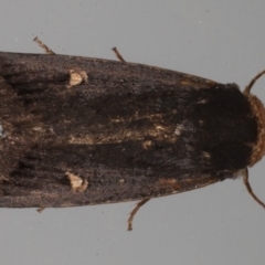 Proteuxoa cinereicollis (A noctuid or owlet moth) at Lilli Pilli, NSW - 6 Jun 2020 by jb2602