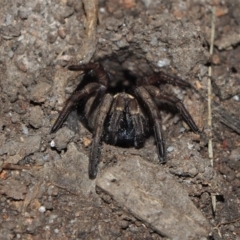 Unidentified Spider (Araneae) at Doctor George Mountain, NSW - 12 Sep 2014 by AndrewMcCutcheon