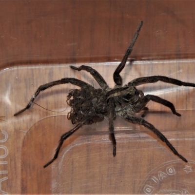 Tasmanicosa sp. (genus) (Tasmanicosa wolf spider) at Doctor George Mountain, NSW - 27 Feb 2015 by AndrewMcCutcheon