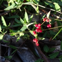 Einadia nutans subsp. nutans (Climbing Saltbush) at Jerrabomberra, ACT - 5 Jun 2020 by Mike