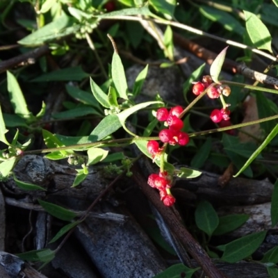 Einadia nutans subsp. nutans (Climbing Saltbush) at Jerrabomberra, ACT - 5 Jun 2020 by Mike