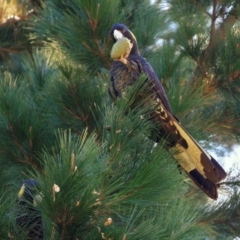 Zanda funerea (Yellow-tailed Black-Cockatoo) at Doctor George Mountain, NSW - 28 Mar 2015 by AndrewMcCutcheon