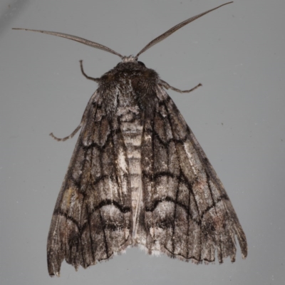 Stibaroma (genus) (A Line moth) at Lilli Pilli, NSW - 6 Jun 2020 by jbromilow50
