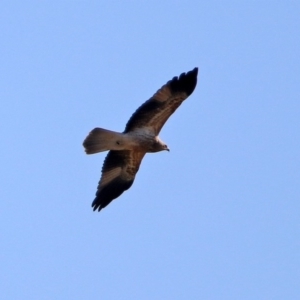 Haliastur sphenurus at Fyshwick, ACT - 4 Jun 2020 12:52 PM