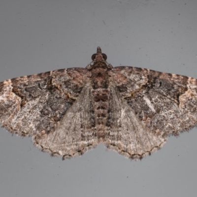 Epyaxa sodaliata (Sodaliata Moth, Clover Moth) at Lilli Pilli, NSW - 6 Jun 2020 by jb2602