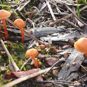 Laccaria sp. at Cook, ACT - 7 May 2020